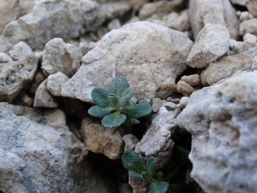 Alyssum wulfenianum subsp. ovirense (=Alyssum ovirense) / Alisso dell''Obir